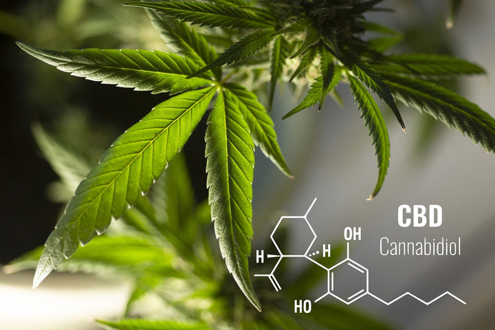 Cannabidiol (CBD) What We Know and What We Don't: The Science Behind CBD